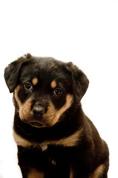 stock image Rottweiler Puppy