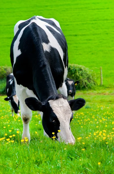 Корова доїння фрізської . — стокове фото