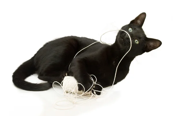 Gato negro y cuerda . —  Fotos de Stock