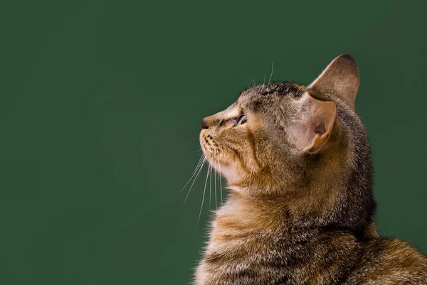 Perfil de Tabby Cat —  Fotos de Stock