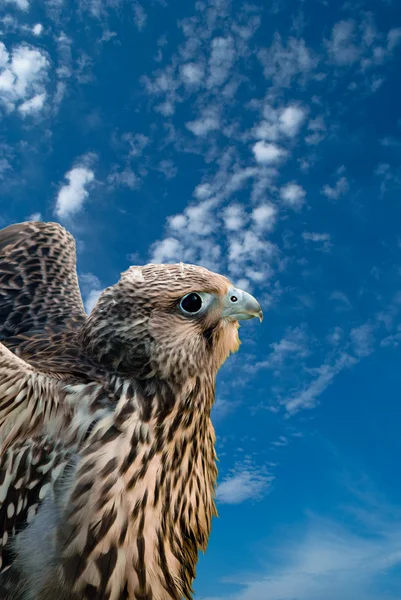 Stock image Peregrine Falcon