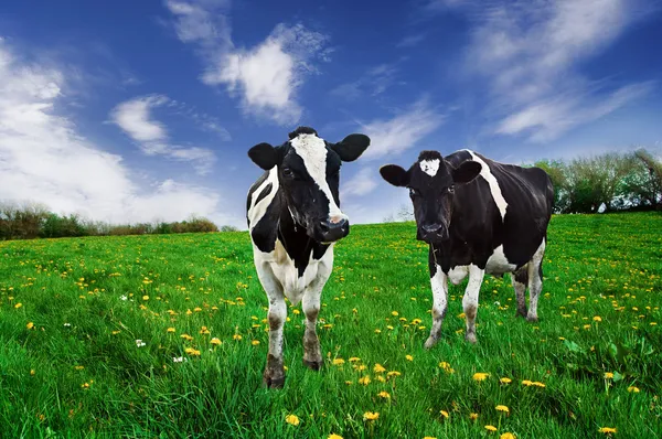 Vacas lecheras. — Foto de Stock
