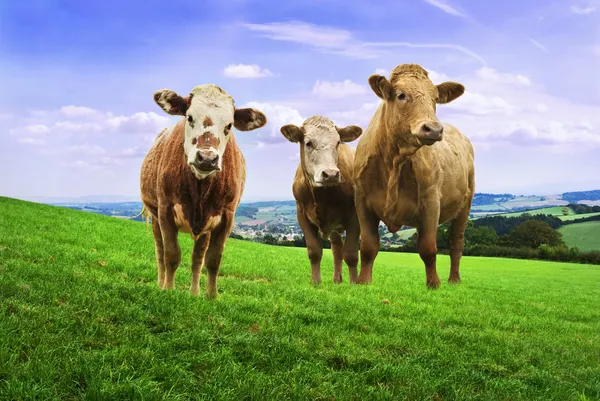 Jersey-Kühe. — Stockfoto