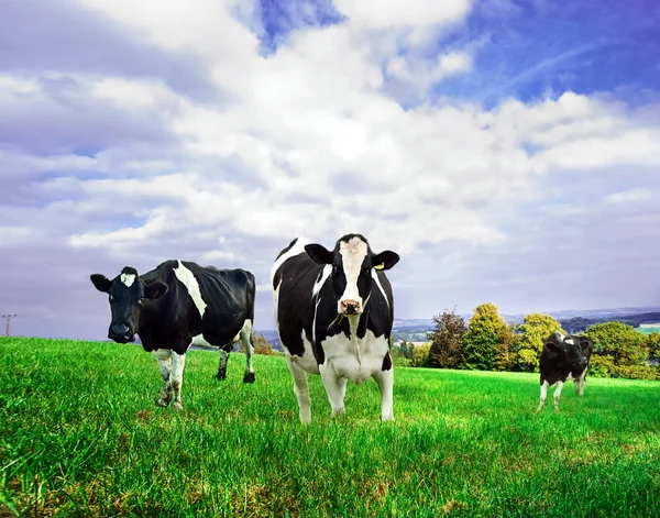 Vacas lecheras . — Foto de Stock