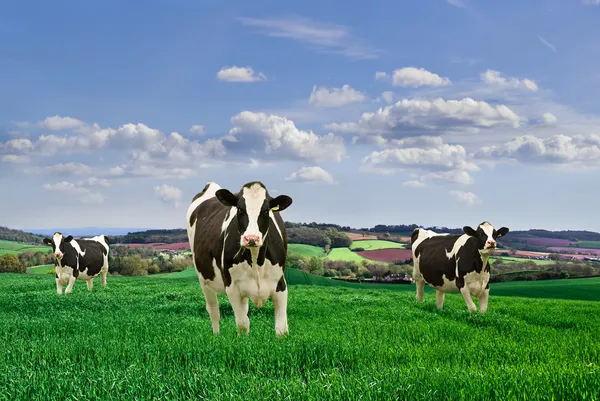 Vacas Friesianas . — Foto de Stock