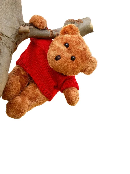 Teddy bear opknoping van een boom — Stockfoto