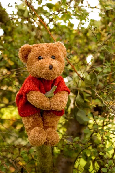 Ведмедик Тедді сходження на дерево — стокове фото
