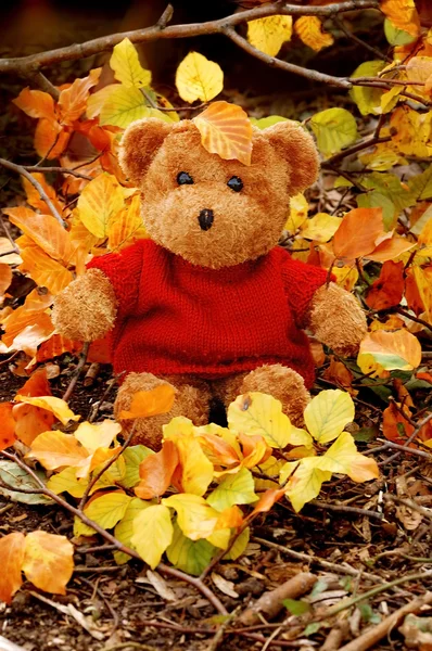 Little bear in autumn leaves — Stock Photo, Image