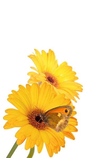 Gerbera daisies and butterfly. — Stock Photo, Image