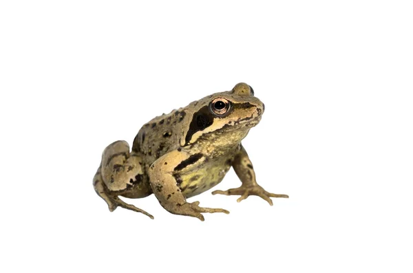 Садовая жаба — стоковое фото