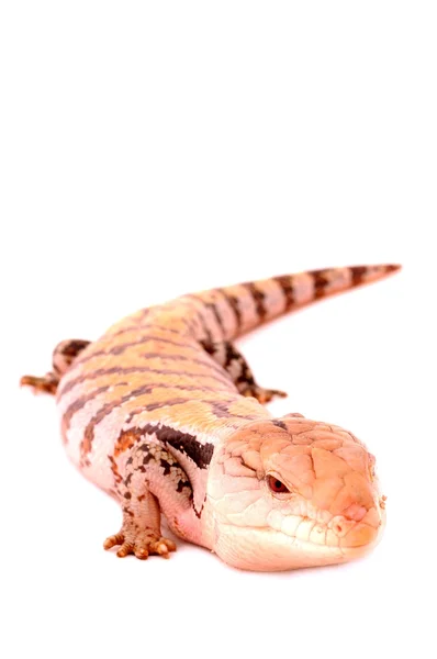 stock image Blue tongued Skink