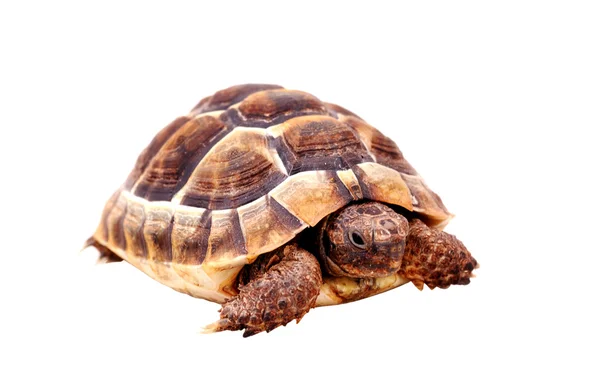 Изолированная черепаха — стоковое фото