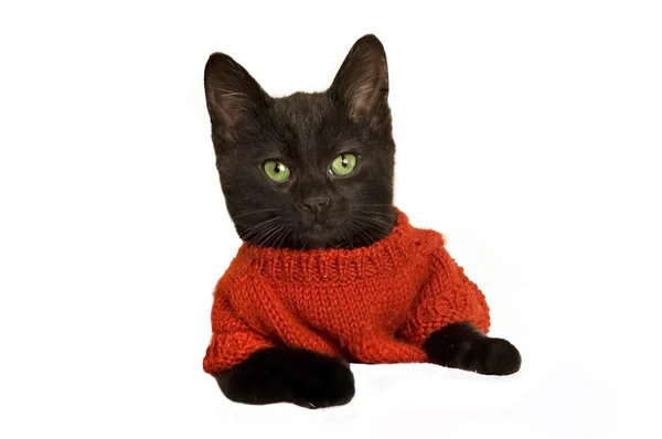 Kätzchen trägt einen Pullover — Stockfoto