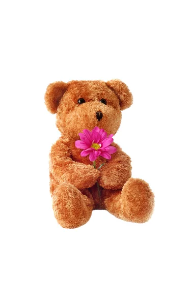 Teddy en daisy — Stockfoto