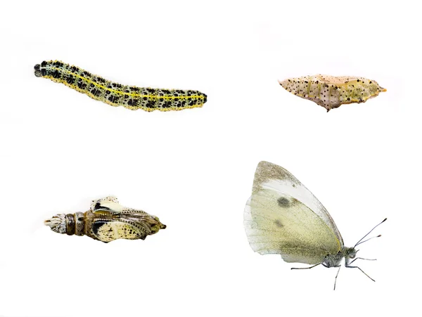 stock image Butterfly Life cycle.