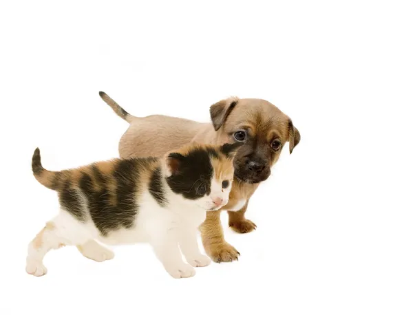köpek ve kedi