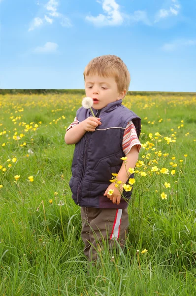 Toddler trzyma dandelion — Zdjęcie stockowe