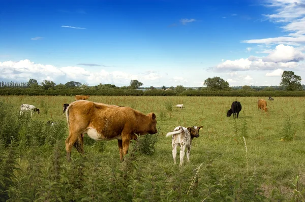 Rebaño de vacas. —  Fotos de Stock