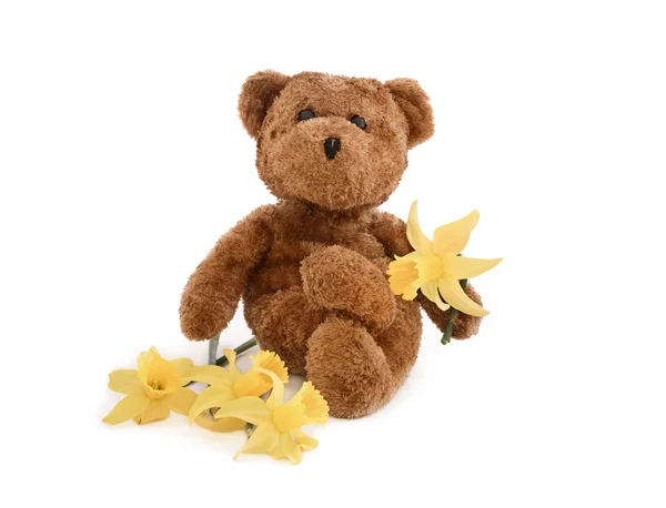 Teddy e Daffodils — Fotografia de Stock