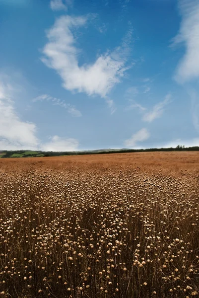 Common Flax Field — Stok fotoğraf