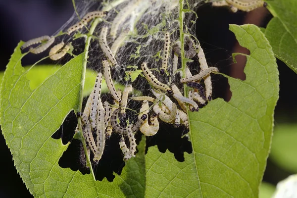 Bird-Cherry moth caterpillar — Stock Photo, Image