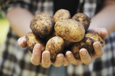 Potato Harvest clipart