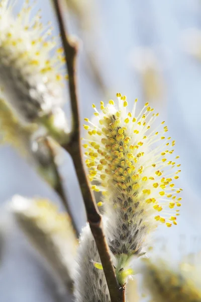 stock image Willow Catkins