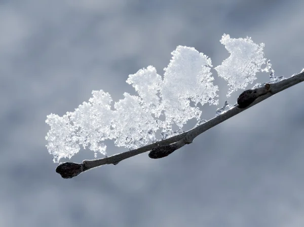 Танення снігу — стокове фото