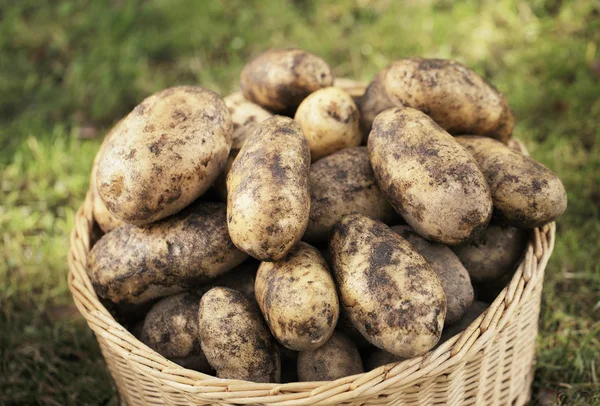 Урожай картофеля — стоковое фото