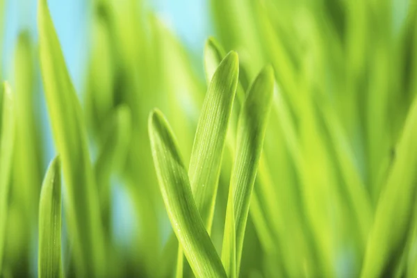 Barley Seedlings — Stock Photo, Image