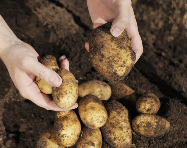 Kartoffelernte — Stockfoto