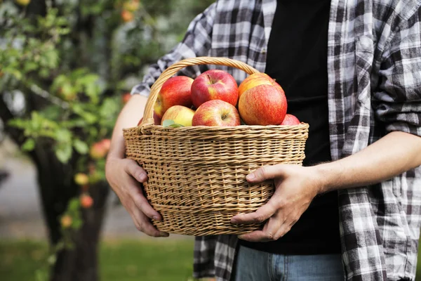 stock image Apple Harvest