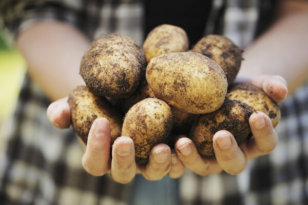 Урожай картофеля
