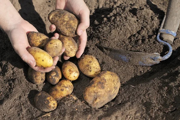 Récolte de pommes de terre — Photo