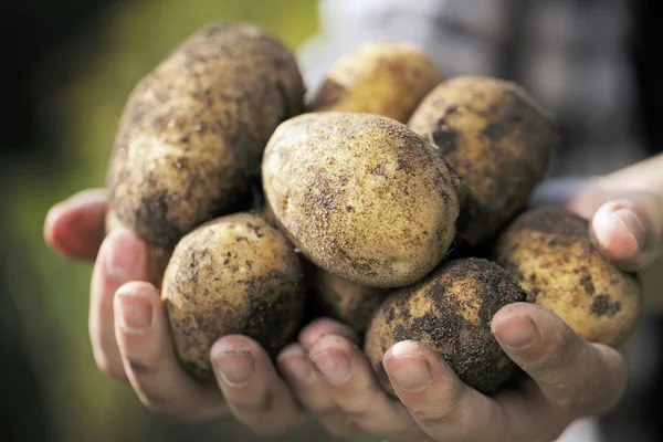 Récolte de pommes de terre — Photo
