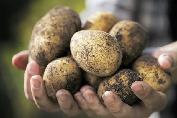 Potatis skörden — Stockfoto