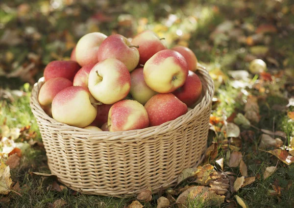 stock image Apples