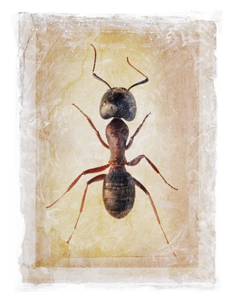 Grunge mravenec — Stock fotografie