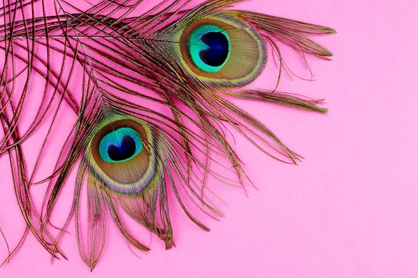 Penas de pavão em rosa — Fotografia de Stock
