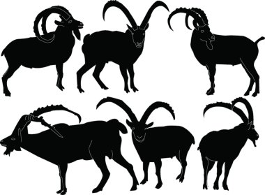 Ibex collectionv clipart