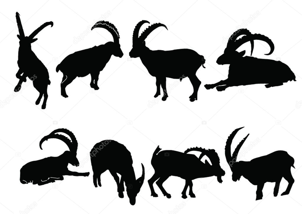 Ibex collection