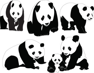 Panda collection clipart