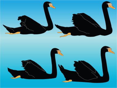 Black swan collection clipart