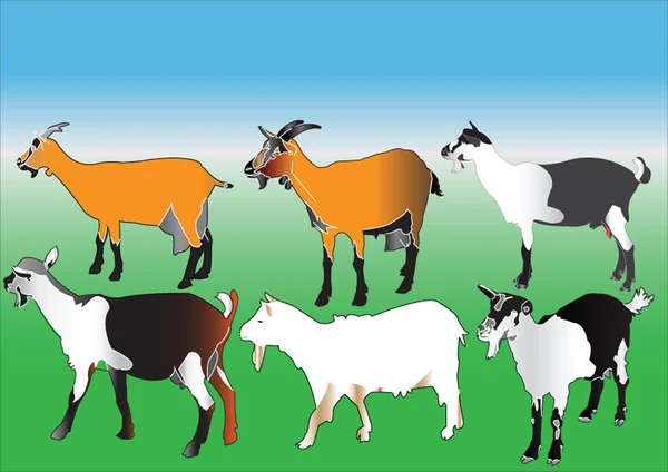 Collection de chèvres — Image vectorielle