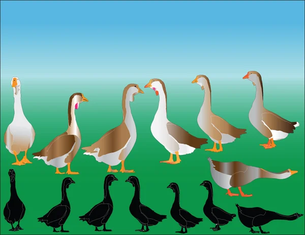 Japanese goose collection Royalty Free Stock Illustrations