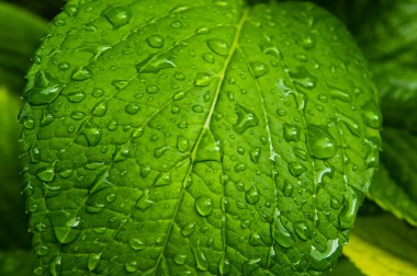 Yeşil yapraktaki yağmur damlaları