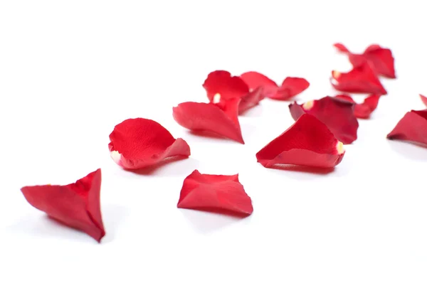 stock image Red rose petals