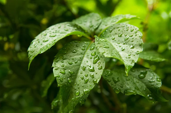 stock image Raindrops on a green leaf