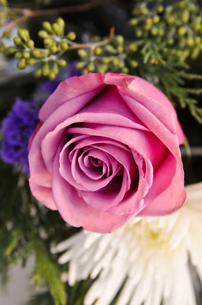 Κλείσιμο του ροζ λουλουδιού — Φωτογραφία Αρχείου