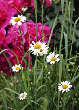 Papatya ve peonies